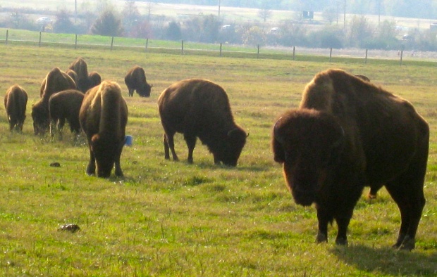 Buffalo were an unexpected sight in Memphis. 